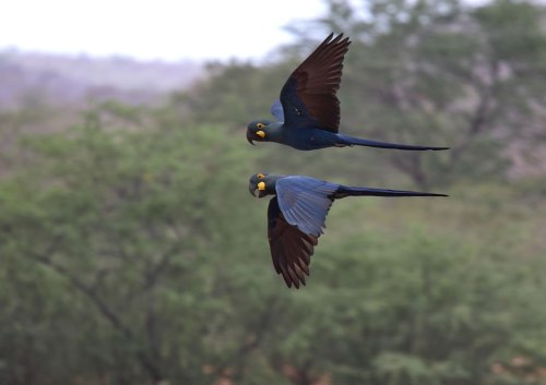 lears_macaw__andy_and_gill_swash_worldwildlifeimages